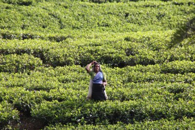 A woman working at a nearby tea plantation. Peasant laborers are used to harvest the tea leaves.