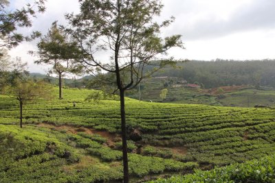 The slow-growing tea bushes of the highlands of Nuwara Eliya region produce some of the world's finest tea.