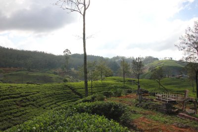 Tea from Sri Lanka is often referred to by the British colonial name, Ceylon tea.