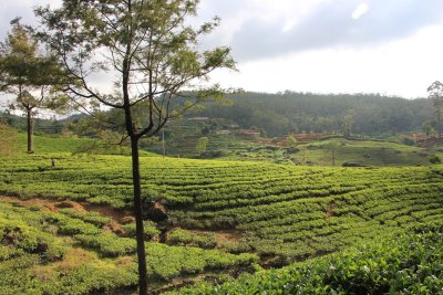 Tea plantations are abundant in this hilly region of Sri Lanka.