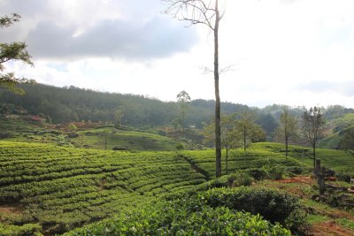 Several tea factories around Nuwara Eliya (such Mackwoods) offer tours and the opportunity to sample or purchase their products.