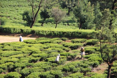 There were many field hands picking the tea leaves.