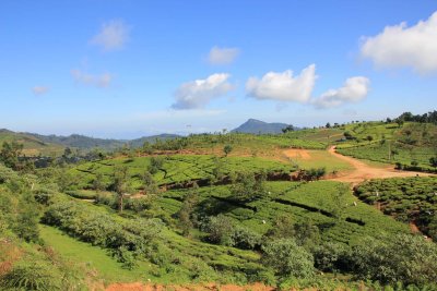 The Nuwara Eliya climate is also good for growing coffee, although tea is predominant there.
