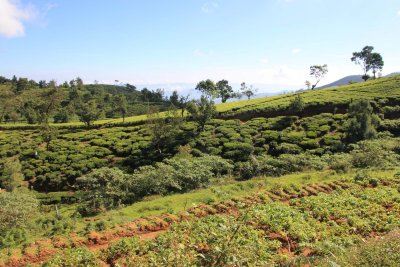 More scenic views of the tea fields.