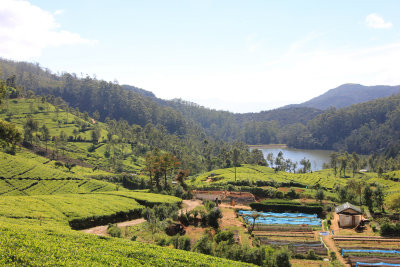 Bucolic view of tea plantations with a lake in the background.