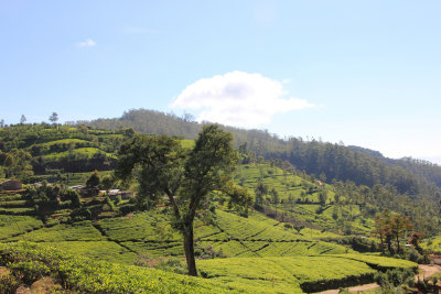 The highlands of Nuwara Eliya are lush and verdant.
