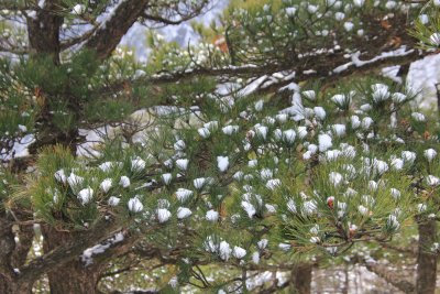 Snow-dotted pine trees.