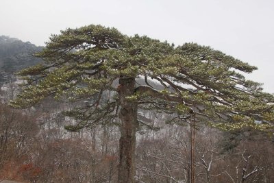 Ancient pine tree that is said to have a stem like a dragon and leaves and crown like a tiger.