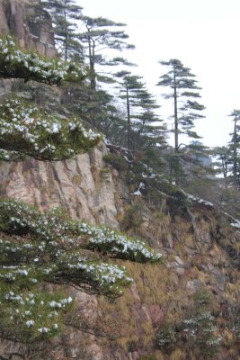 Pine trees with a granite cliff in the background.