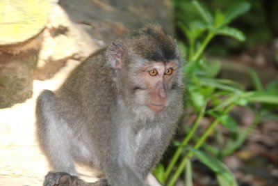 Next, I went to the Sacred Monkey Forest Sanctuary located in Ubud, Bali.