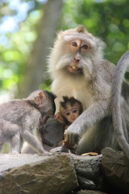 A proud mother monkey and her babies.