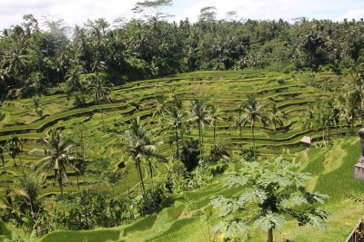 Terraced tea plantation in Bali.