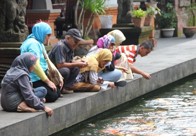 Balinese family feeding some of the large carp in the water.