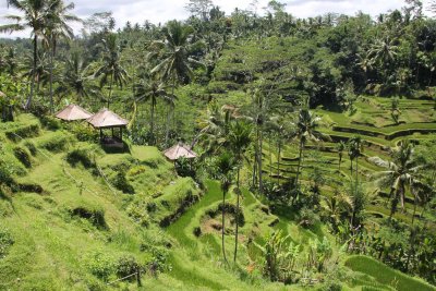 Huts at the tea plantation.