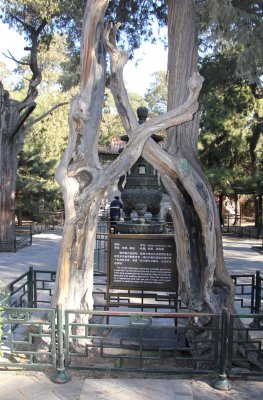 Branch interlocked cypresses symbolize love. Puyi and Wanrong, the last emperor and empress, had a wedding picture taken here.