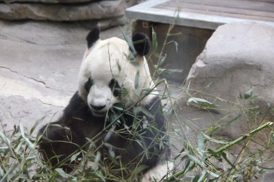Panda eating bamboo. They are endemic to China and are the zoo's most popular attraction.