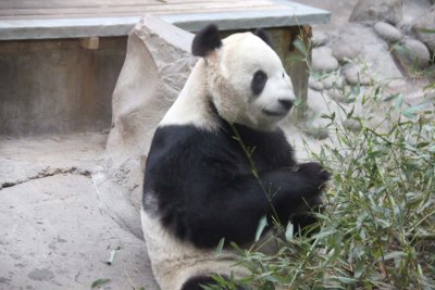 Another handsome panda. They are an endangered species.