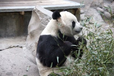 According to a 2007 study, there are less than 300 pandas living in captivity and under 2,000 living in the wild.