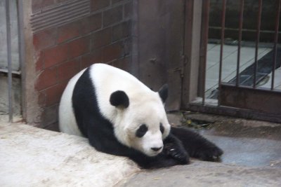 A sleepy panda getting ready for a nap.