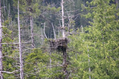 From the boat, we spotted this bald eagle's nest.