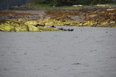 While they are hard to see, these are seals along the water.