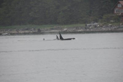 Our next stop was the waters of Stephens Passage where we had a rare sighting of these orca whales on a whale watch.