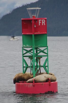 Sea lions taking a nap on this buoy in Stephens Passage.