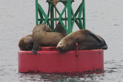 Close-up of the sea lions. They are among the many species that populate Alaska's Inside Passage.