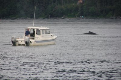 Beside this boat is a humpback whale.