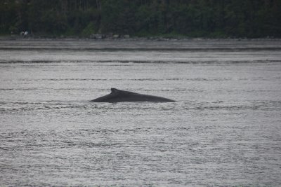 These magnificent mammals spend the summer in the nutrient-rich Alaskan waters before heading to Hawaii to mate and give birth.