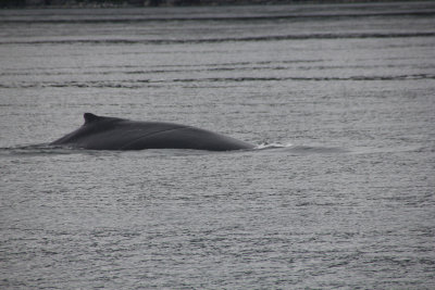 Humpbacks have a breathing cycle that typically lasts from four to six minutes.