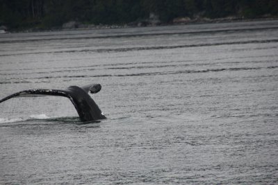 He is showing his massive tail flukes.