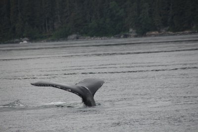 The humpback is about to disappear into the depths to feed on krill and small schooling fish.