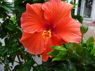 An hibiscus flower that was on St. Catherine Street.
