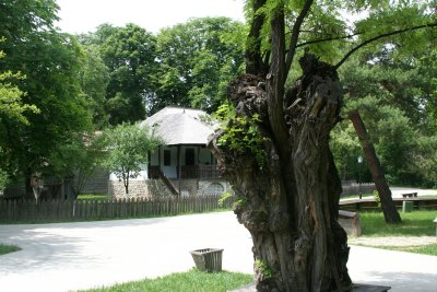 Interesting tree at the Village Museum.