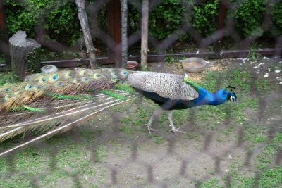 View of peacock (through chicken wire) at a zoo at the hotel and restaurant.