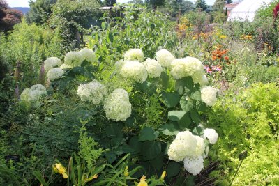 Large white hydrangea plants in the dry & herb garden.