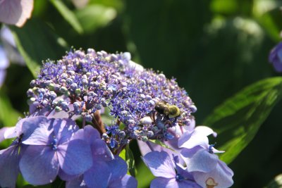 Close-up of the blue hydrangeas.
