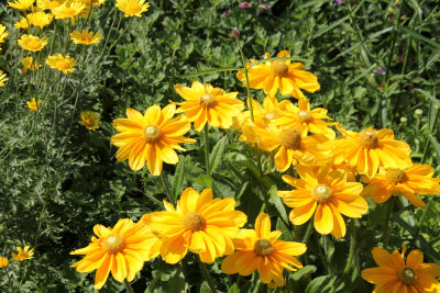 Black-eyed Susan's, Rudbeckia hirta “Prairie Sun” flowers.