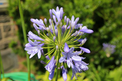 Another species of purple flower.