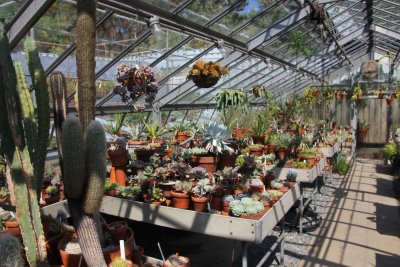 Cactus plants in the greenhouse.
