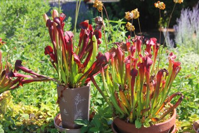 Interesting red plants.