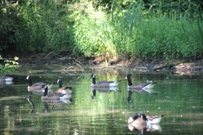 The pond was a popular spot for ducks.