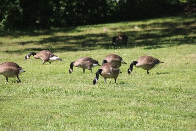 Geese on the lawn of the Nassau County Museum of Art.