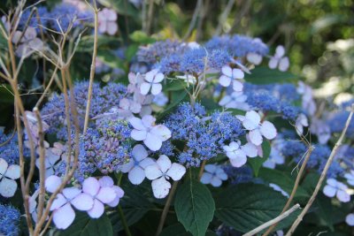 Gorgeous blue flowers.