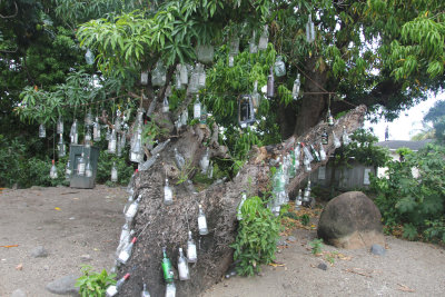 We drove by a tree which was decorated with rum bottles.