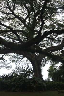 The saman tree on the Romney Manor property is 350 years old and 24 ft. in diameter.