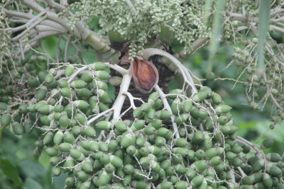 A tamarind plant with young unripened tamarind fruit.