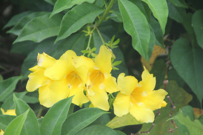 Beautiful yellow allamanda plants. Romney Manor was a tropical paradise.