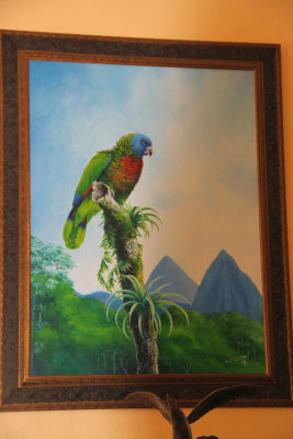 A colorful painting of a St. Lucian Parrot called a Jacquot was painted by C. Cox in 1909.